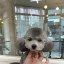 헤어멍펫살롱 이미지