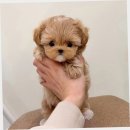 미니퍼피 | 다산미니비숑분양 퍼피에몽 후기