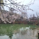 비오는날 수채화 | 거창 덕천서원 벚꽃명소 비오는날 수채화 그림같은 곳