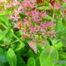 꽃별하얀 이미지