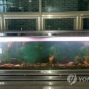금붕어 이미지