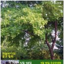 남면 삼용리 주엽나무 | 주엽나무 / 콩과, 5월 18일 한국의 탄생화