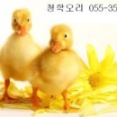 밀양오리구이 이미지