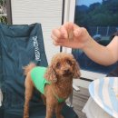 레오랜드 | 금산 레오랜드로 애견동반 바베큐, 수영장 다녀온 후기