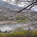 화개십리벚꽃길 이미지