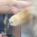 부천에이스애견미용학원