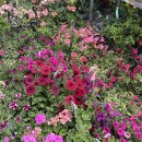 좋아하는 고양이 #268 이미지