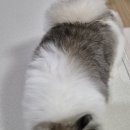 개님은 털빨 | 이중모 강아지 드라이룸 효과 포메라니안 추천 후기, 털 관리 샤워