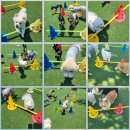 플레이독(애견유치원&호텔) 이미지