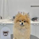 빵독 반려미용실 이미지