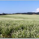 바람개비 이미지