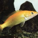 쏘가리네 이미지