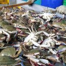 풍년꽃게 이미지