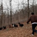 강진흑염소 이미지