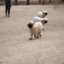 포천 팜스플랜 이미지