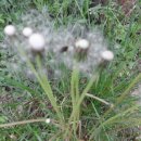 거창하개 이미지