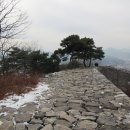 파사성 소나무 Daum카페