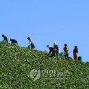 고도민박 Daum카페