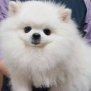 아담스펫살롱 이미지