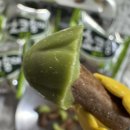송이마트 | 롯데마트 신상 과자추천 오리온 초코송이 말차맛 후기
