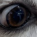 더프라임동물의료원 이미지