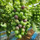 성포농장 이미지