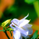 흰매발톱 꽃말과 꽃사진 모음ㅡ photo 자유평화사랑 이미지