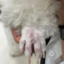 으뜸원동물병원 이미지
