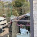 개편한 애견미용 | 대전애견미용 추천｜도안동애견미용 헬로제이에서 블랙 말티푸 가위컷 대만족