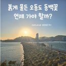 붉게 물든 오동도 동백꽃을 보려면 언제 가야 할까?
