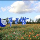 6월 제주도 가볼만한곳 10곳 코스모스도 구경해야죠 이미지