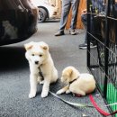 기억하개 이미지