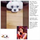 서현펫# 이미지