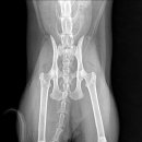 24시 글로리 동물병원 이미지