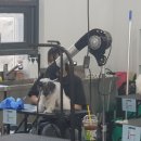 보람애견미용 이미지