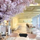 벚꽃플러스 | 어진동 카페 후기 윤연당세종 베스트웨스턴세종 벚꽃 카페 베이커리 추천