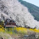 벚꽃길 이미지