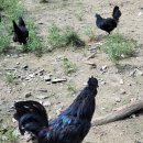 오계농장 이미지