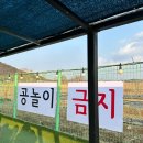 레인바우 시흥 애견카페 노키즈존 애견운동장 내돈내산