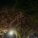 한라유치원 | 전주 성수 겹벚꽃 🩷/한라 삼삼이네 백삼호