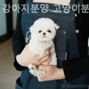 천안 강아지분양 고양이분양 파라다이스펫본점 이미지