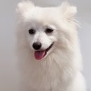 본오365동물병원 이미지