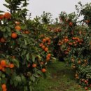 나연농장 이미지