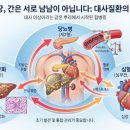 서현숲 가정의학과 의원 | 분당 서현역 당뇨클리닉 : 다파글리플로진(포시가)과 간 섬유화 이야기 / 서현숲 가정의학과의원