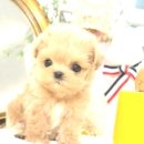 왓츠멍 남양주 강아지분양 | 별내 강아지분양, 마이멍에서 행복한 강아지를 만나요!