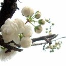 선업보시