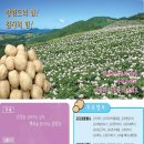 강원감자떡 이미지