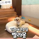 가평애견호텔 추천 벨라몽