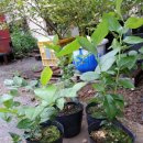 조은왕겨 이미지