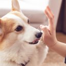 동물놀이터 화장실 이미지